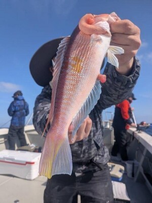 先日の釣果 (中深海 中深場 クロムツ ウッカリカサゴ チカメ 熊本 天草 遊漁船 ス ロージギング)