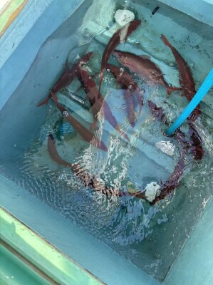 IMG_2154_6DCB6994.jpeg